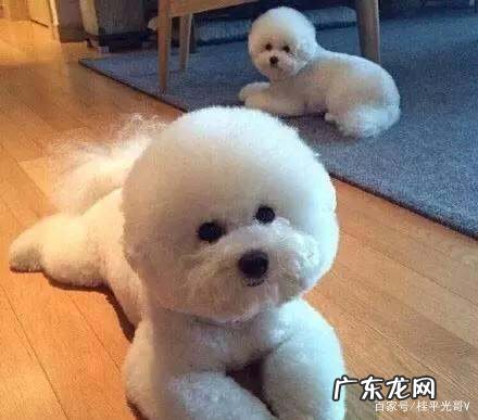 为什么比熊养公不养母,养比熊犬公的好还是母的好