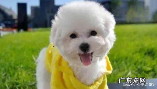 为什么比熊养公不养母,养比熊犬公的好还是母的好