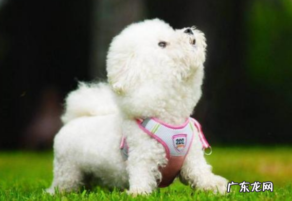 为什么比熊养公不养母,养比熊犬公的好还是母的好