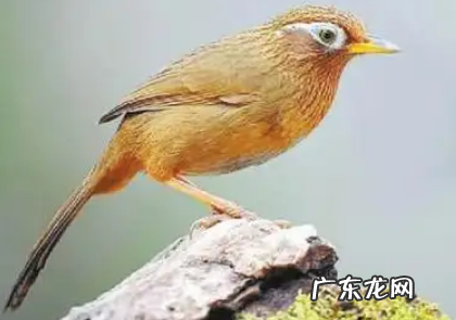 画眉鸟是国家几级保护动物,画眉鸟是国家几级保护动物