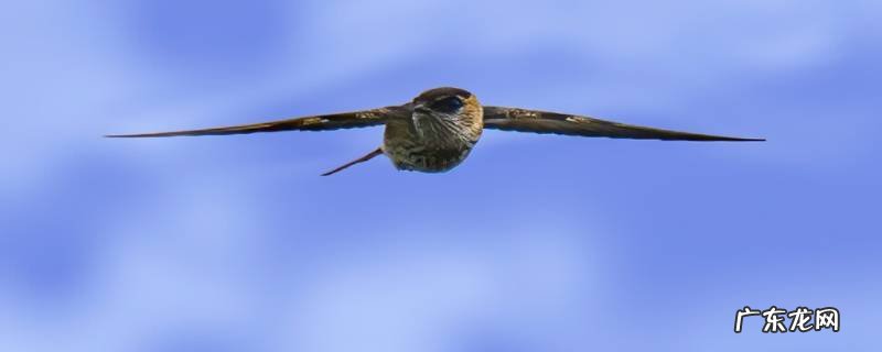 金丝燕和金腰燕的区别 金腰燕的特点