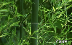 关于竹优美的句子,有关竹的优美句子摘抄