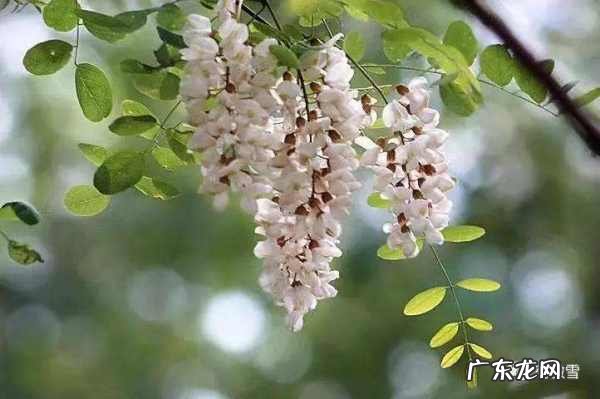 葛花槐花有什么作用与功效,槐花的功效与作用