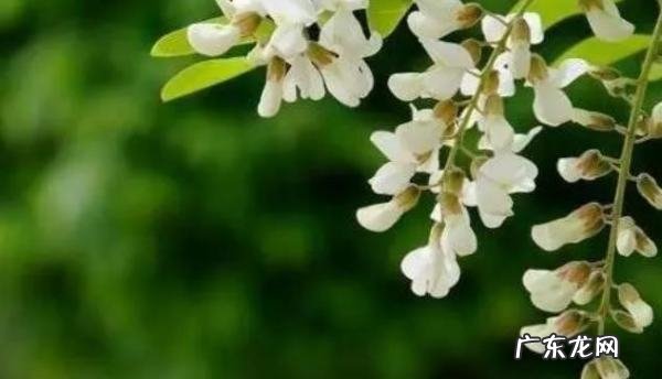 葛花槐花有什么作用与功效,槐花的功效与作用