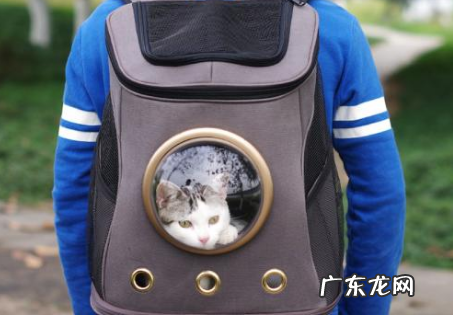 坐大巴车可以带宠物,狗狗可以坐大巴车