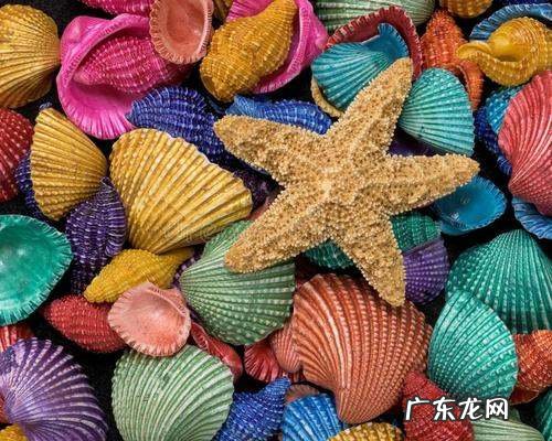 贝壳的颜色有哪些,沙滩上的贝壳五光十色有什么颜色和花形