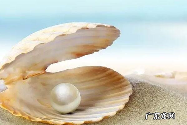 贝壳的颜色有哪些,沙滩上的贝壳五光十色有什么颜色和花形