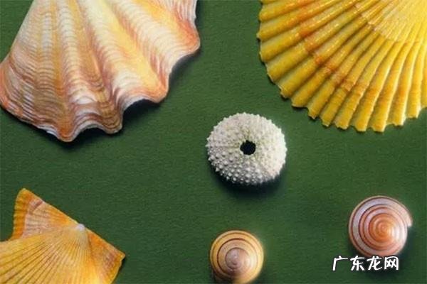 贝壳的颜色有哪些,沙滩上的贝壳五光十色有什么颜色和花形