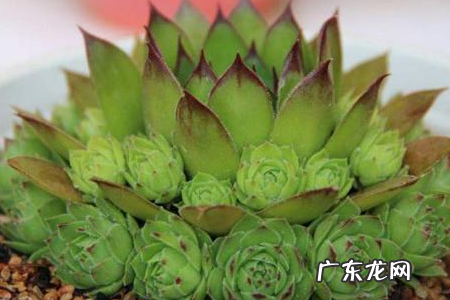 观音莲有毒,观音莲有毒能放室内