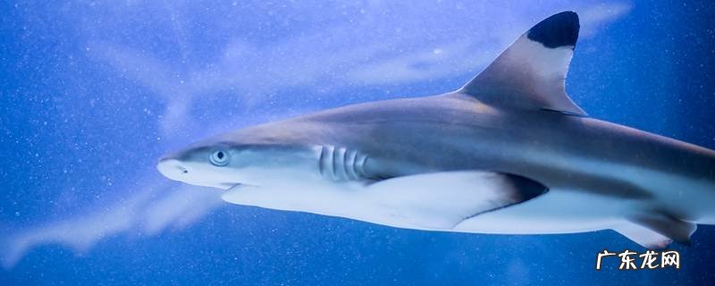 大白鲨的特点50个字 大白鲨的特点