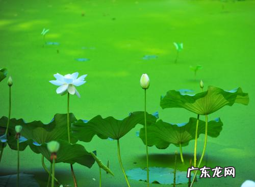 绿色都有哪些,绿色的所有种类