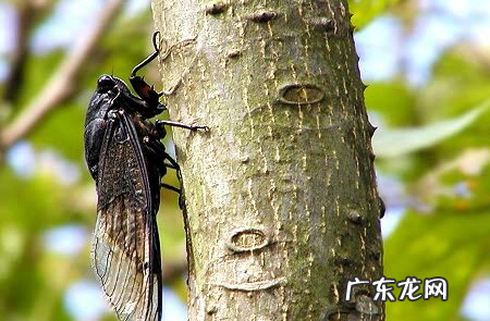 蝉为什么没有听觉,为什么知了没听觉还会共鸣