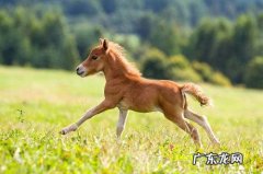 马最快能跑时速几公里,马最快能跑多快