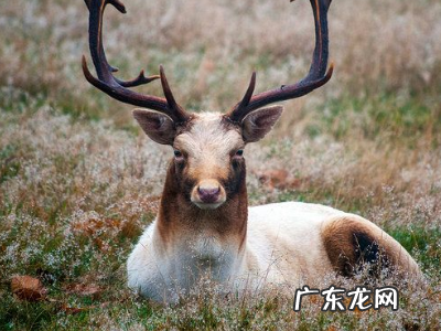 驯鹿和麋鹿的区别是什么,麋鹿和驯鹿的长相区别