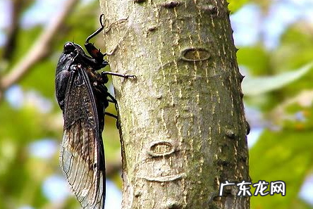 蝉的幼虫叫啥,蝉的幼虫叫啥 蝉的幼虫叫幼蝉猴