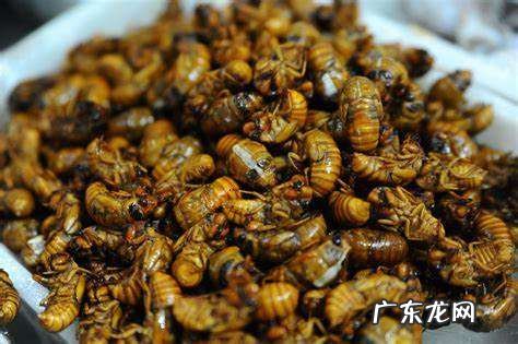 蝉的幼虫叫啥,蝉的幼虫叫啥 蝉的幼虫叫幼蝉猴