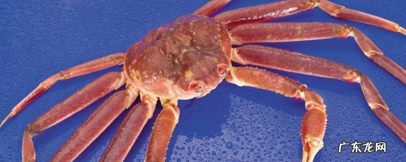 蜘蛛蟹的特点是什么? 蜘蛛蟹的特点
