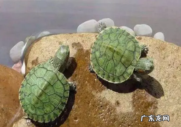 龟是爬行还是两栖,乌龟是两栖动物为什么