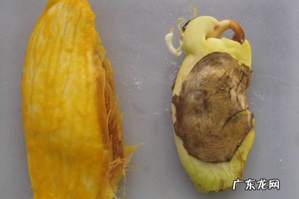 小芒果种子怎么种,芒果种子怎么种
