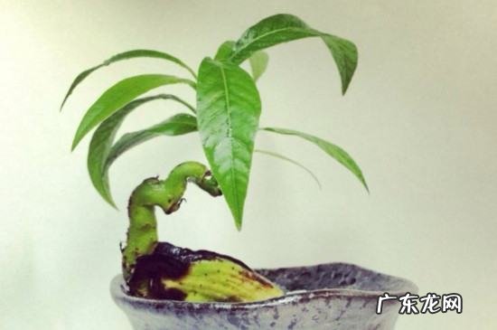 小芒果种子怎么种,芒果种子怎么种