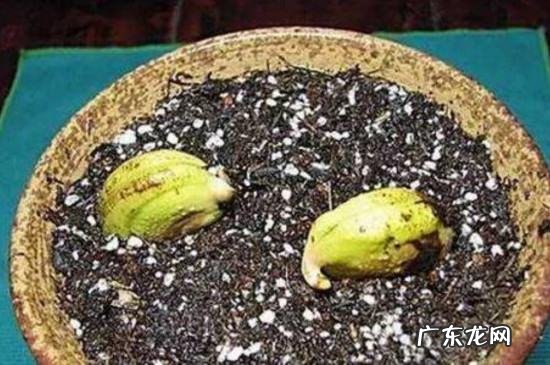 小芒果种子怎么种,芒果种子怎么种