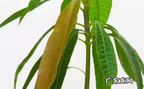 小芒果种子怎么种,芒果种子怎么种