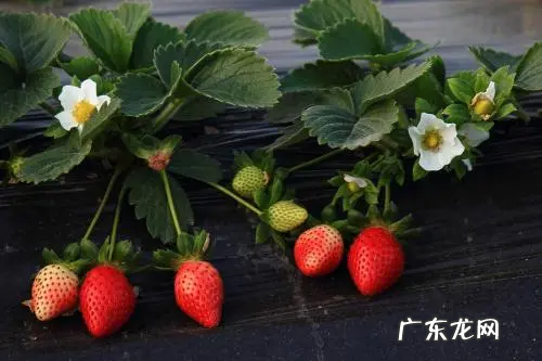 草莓的形状和特征怎么描述,草莓的形状颜色及味道的描写二年级写的