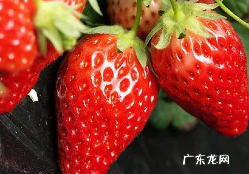 草莓的形状和特征怎么描述,草莓的形状颜色及味道的描写二年级写的