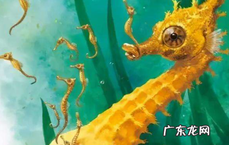 海马是爸爸生的,海马是爸爸生的还是妈妈生的的短