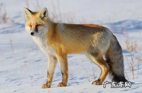 狐狸吃兔子,狐狸吃兔子生物学