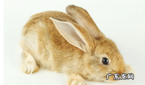 狐狸吃兔子,狐狸吃兔子生物学