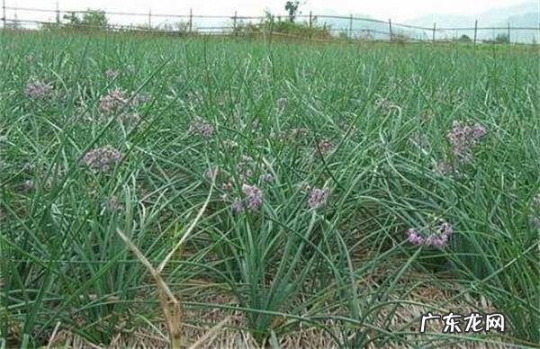 藠头是什么菜 韭菜,四川叫头儿是什么菜