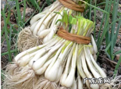 藠头是什么菜 韭菜,四川叫头儿是什么菜