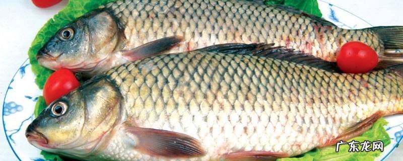 鲤鱼的特点 黄河鲤鱼的特点