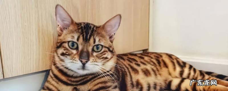 豹猫的特点 豹猫的性格特点