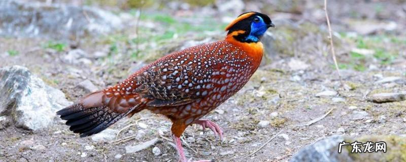 红腹角雉的特点 红腹角雉的意思