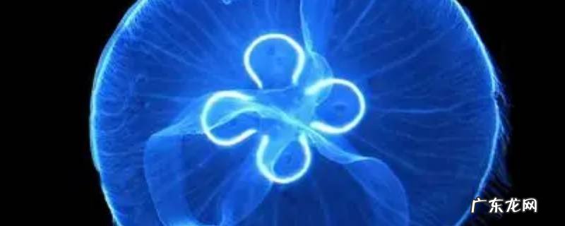 海月水母百度百科 海月水母的特点