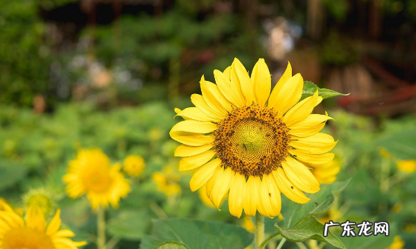 太阳花的含义是什么,太阳花的象征意义和精神