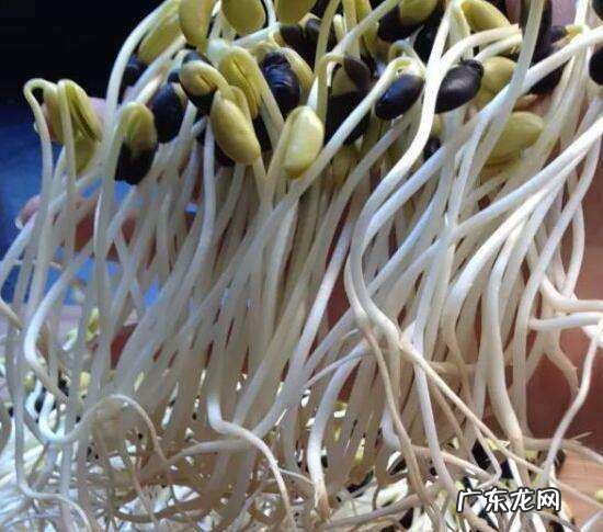 黑豆怎么发豆芽,怎么发黑豆芽 在家里养