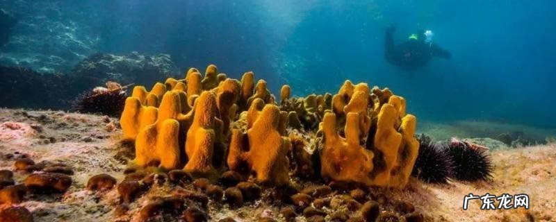 海绵的特点 灰超海绵的特点