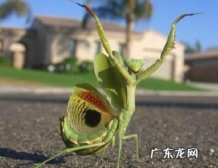 螳螂产卵后还能活多久,螳螂能活多久