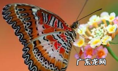 蝴蝶寿命最多有多长时间,蝴蝶能活多久
