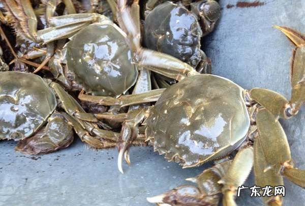 俄罗斯螃蟹什么季节吃,松叶蟹什么季节最好吃