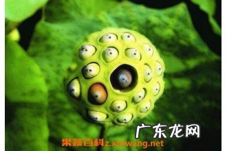 老莲子怎么剥壳,老的莲子怎样去外壳
