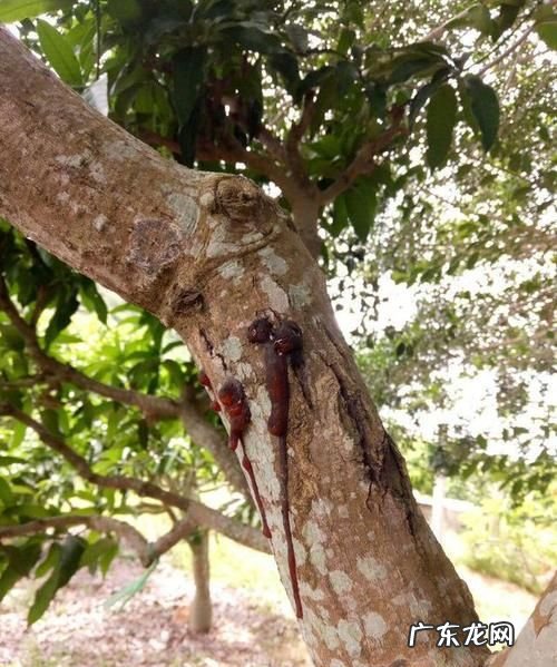 芒果树叶面喷洒多效唑的使用方法,芒果树用什么药可以枯萎