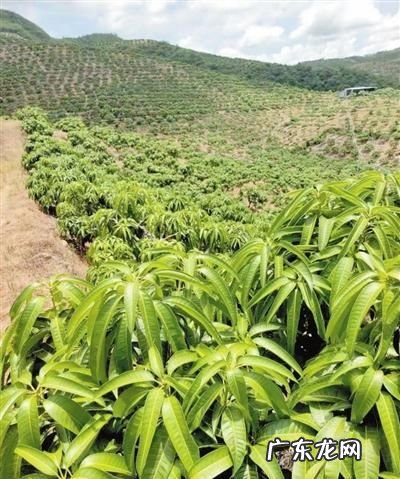 芒果树叶面喷洒多效唑的使用方法,芒果树用什么药可以枯萎