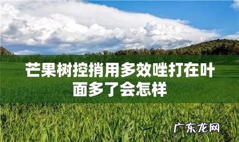 芒果树叶面喷洒多效唑的使用方法,芒果树用什么药可以枯萎
