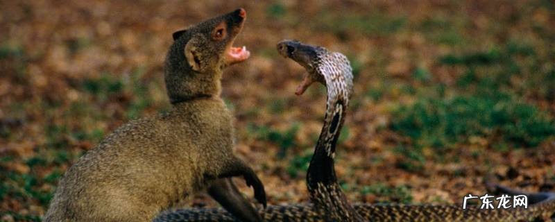 蛇獴的特点 蛇的特点百科