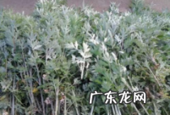 艾叶的用途 艾叶的功效,艾的功效和作用是什么