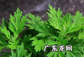 艾叶的用途 艾叶的功效,艾的功效和作用是什么